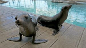 Seals on a wooden platform next to a large pool at the new england aquarium
